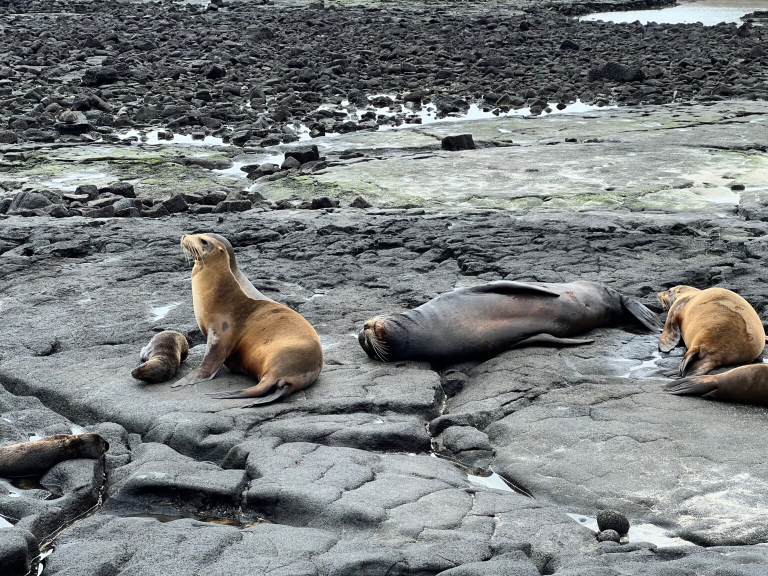 gal-pagos-strengthens-sea-lion-protection-with-an-updated-management