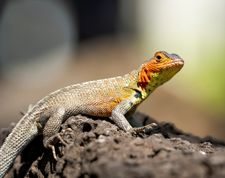 Galapagos_Science_Center_Banner_Heading