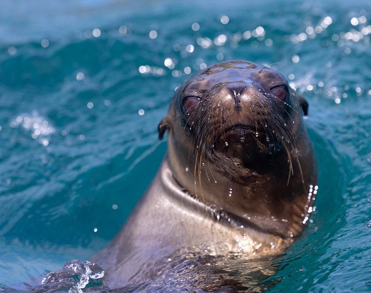 Galapagos_Science_Center_Data_Lobo_Marino_ocean