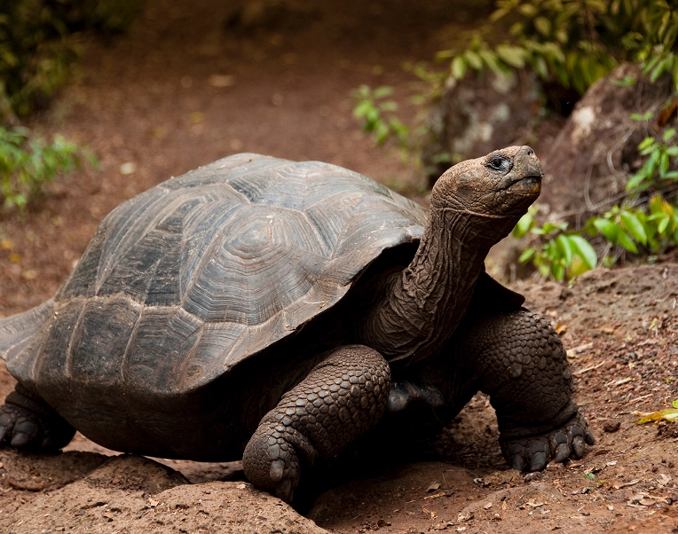 Galapagos_Science_Center_Turtle_Research_impact