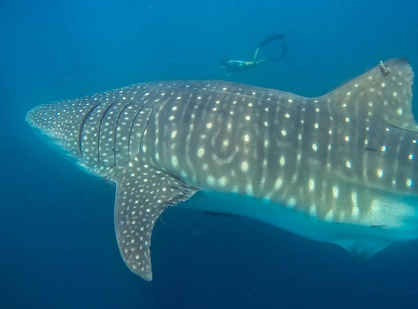 Galapagos_Science_Center_Virtual_Classroom_My_friend_Marti_tiburon_real