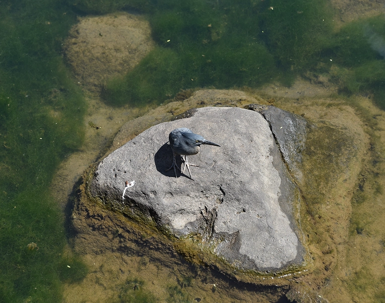 Galapagos_Science_Center__Environmental_Change_biodiversity