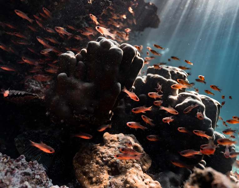 Galapagos_Science_Center__Infrastructure_Marine_life_ocean