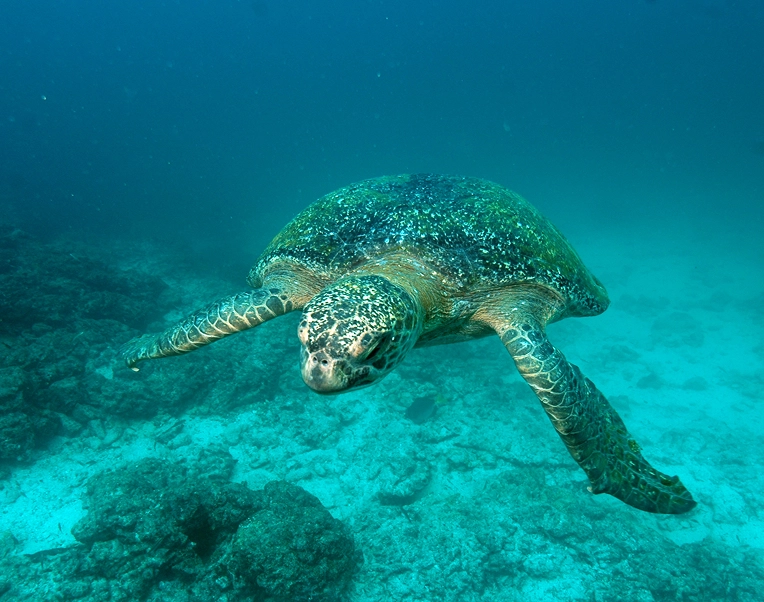 Galapagos_Science_Center_oceans_turtle_b