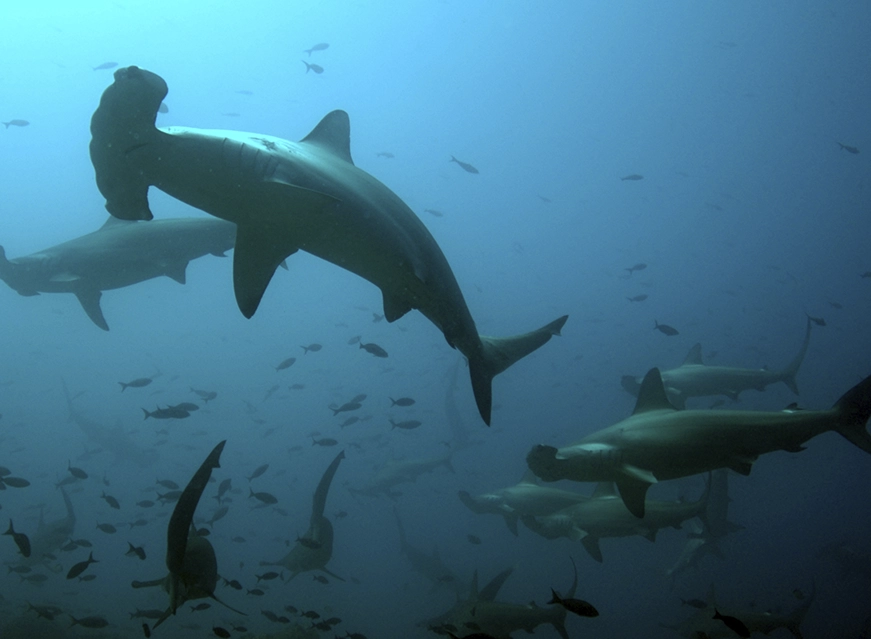 marti tiburon martillo